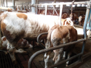 Rind mit Kalb im Stall