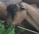 Milchziege am Futtertrog