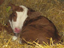 Kalb im Stroh liegend