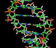 DNA-Doppelhelix  Foto: Wikimedia Commons