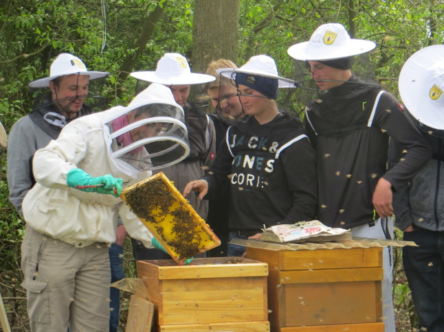 Bienen mit Schülern