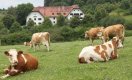 Rinder auf einer Weide