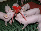 Schweine spielen mit Beschäftigungsmaterial