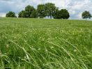 Wiese Am Spitalhof
