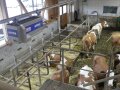 Der Blick ist von oben nach unten gerichtet: Im Stall stehen Kühe, an der Decke befindet sich technisches Equipment für vernetzte Stalltechnik.