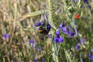Eine Hummel sitzt auf einer Pflanze mit violetten Blüten