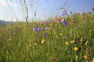 In Nahaufnahme sieht man viele, unterschiedliche Blüten inmitten einer Wiese. Darüber der blaue Himmel und in der Ferne eine Berganmutung.