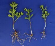 Drei ausgegrabene Linsenpflanzen zeigen an den Wurzeln kleine Knubbel