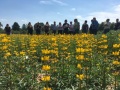 Gelbe Lupine mit Teilnehmern Feldtag