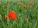 Mohn im Öko-Getreidefeld