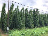 Tropfbewässerung Hopfen - Ressourcenschonend