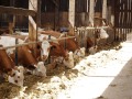 fressende Kühe im Stall