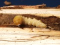 Käfer-Larve auf einem Stück Holz