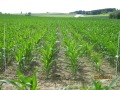 Maispflanzen im Juni - Mulchsaaatversuch 