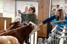 Schülerinnen im Stall mit Rindern