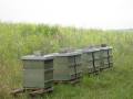 Bienenstand am Feldrand
