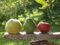 Apfel und Birne auf einer Streuobstwiese