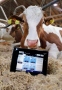 Kuh und Tablet