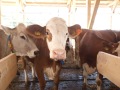 eine Kuh schaut aus einem Stall zum Betrachter, daneben noch andere Kühe