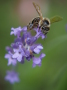 Nahaufnahme einer Biene auf lila Blüte