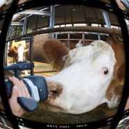 Kuh blickt in die Kamera