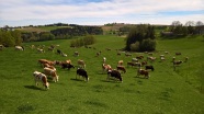 ca. 50 Kühe grasen auf einer Weide, im Hintergrund ist eine hügelige Landschaft