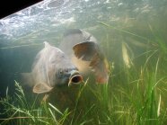 Zwei Karpfen im Aquarium.