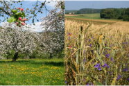 Streuobstwiese und ein Getreidefeld