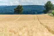 Reifes Getreidefeld mit Wald im Hintergrund 