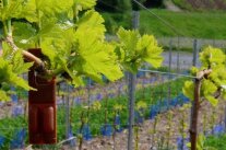 Weinrebe mit Pheromon-Ampulle im frühlingshaften Weinberg