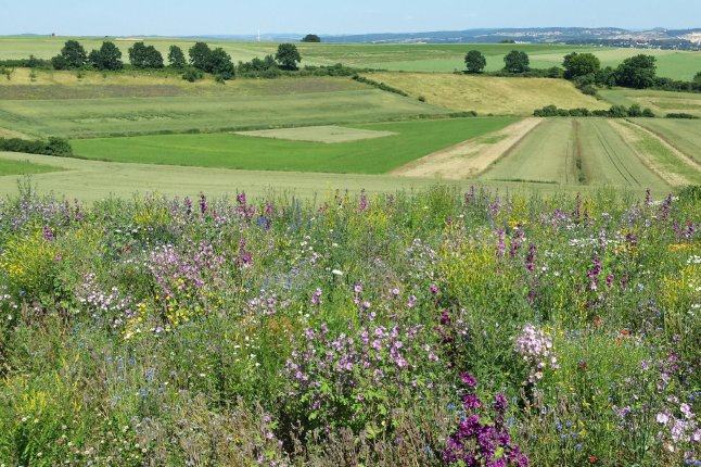 Landschaft mit Feldern, Wiesen und Blühflächen 