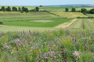 Blich auf eine Blühwiese. Im Hintergrund sind Wiesen und Felder.