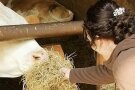Botschafterin Johanna füttert eine Kuh im Stall.