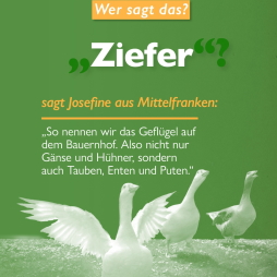 Bild mit drei Gänsen: "Ziefer, so nennen wir das Geflügel auf dem Bauernhof. Also nicht nur Gänse und Hühner, sondern auch Tauben, Enten und Puten."