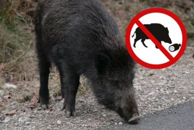 Warnschild - Wildschwein schnüffelt an einer Straße (Foto: C. Josten, LWF)