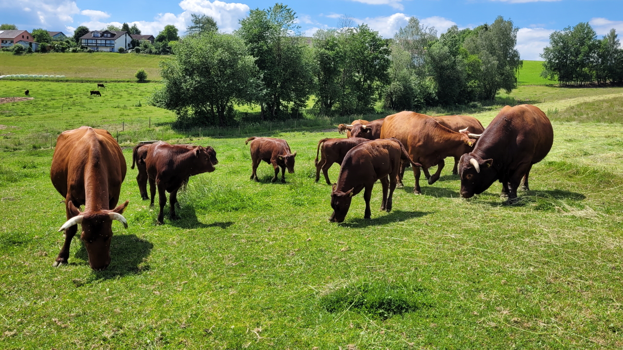 Rotes Höhenvieh auf einer grünen Wiese