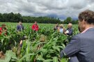 Teilnehmer stehen im Maisfeld