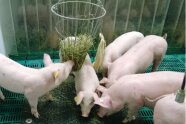 Ferkel an der Heuraufe	