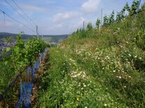 Ein Weinberg mit blühenden Randflächen und begrünten Rebgassen.