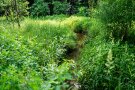 Ein gut eingewachsener Bach am Waldrand von oben
