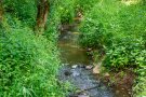Ein gut eingewachsener Bach am Waldrand