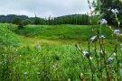 Eine grüne Wiese mit Hopfenanlage im Hintergrund