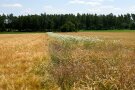 Ein Feld für den Naturschutz