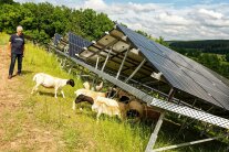 Grüne Wiese, Schafe grasen unter einer Photovoltaik-Freiflächenanlage. Ein Mann steh im Hintergrund.