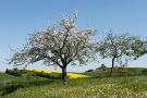 2 Obstbäume in sehr abwechslungsreicher, blühender Landschaft