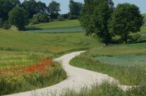 Ein Kiesweg schlängelt sich durch eine blühende Ackerlandschaft.