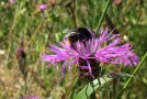 Biene auf Blume. 