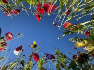 Blick von unten in den Himmel mit mehreren Mohnblumen und einer Biene