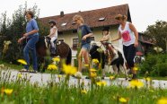 Kinder reiten auf Ponys, die von Erwachsenen geführt werden (Foto: Warmuth/StMELF)