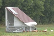 Mobiler Hühnerstall auf einer Wiese mit mehreren Hühnern im Freien